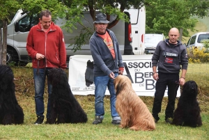 Monistrol-sur-Loire : les passionnés du berger de brie en concours canin