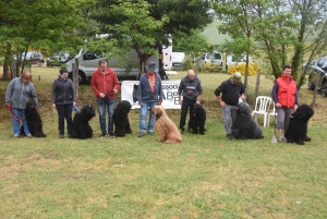 Monistrol-sur-Loire : les passionnés du berger de brie en concours canin