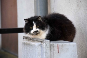 Retournac : une convention avec 30 Millions d&#039;amis pour stériliser 25 chats errants