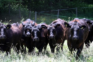 La Chapelle-d&#039;Aurec : éleveuse de vaches Black Angus, elle prépare l&#039;ouverture d&#039;un saloon