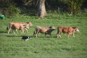 Chiens de troupeau à Saint-Hostien : pas d&#039;Altiligérien en finale nationale