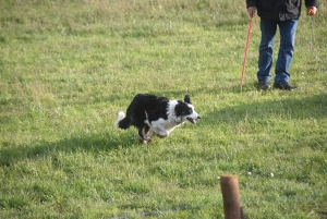 Chiens de troupeau à Saint-Hostien : pas d&#039;Altiligérien en finale nationale