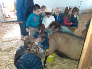 L&#039;école maternelle Théodore-Monod à la découverte des chèvres