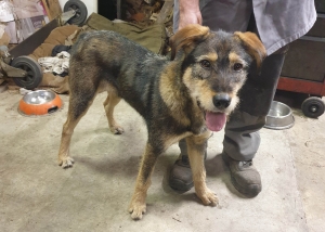 Sainte-Sigolène : une chienne recueillie à &quot;Vaubarlet&quot;