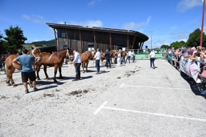 Les Estables, dernier concours des chevaux lourds avant la finale départementale