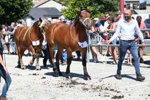 Les Estables, dernier concours des chevaux lourds avant la finale départementale