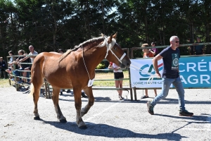 Les Estables, dernier concours des chevaux lourds avant la finale départementale