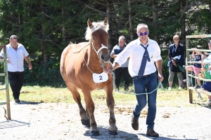 Les Estables, dernier concours des chevaux lourds avant la finale départementale