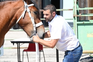 Les Estables, dernier concours des chevaux lourds avant la finale départementale