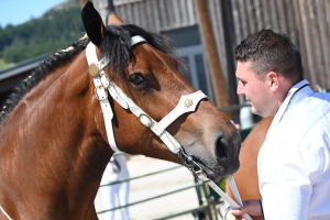 Les Estables, dernier concours des chevaux lourds avant la finale départementale