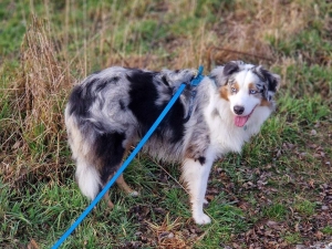 Un chien perdu à Jonzieux