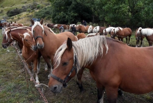 L&#039;élevage de chevaux lourds mis en valeur au Monastier-sur-Gazeille