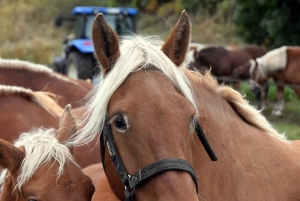 L&#039;élevage de chevaux lourds mis en valeur au Monastier-sur-Gazeille