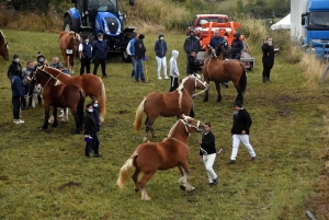 L&#039;élevage de chevaux lourds mis en valeur au Monastier-sur-Gazeille