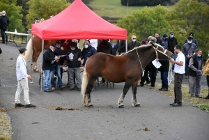 L&#039;élevage de chevaux lourds mis en valeur au Monastier-sur-Gazeille