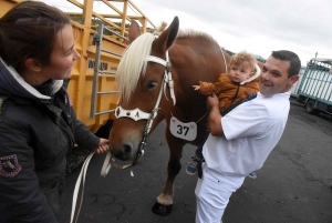 L&#039;élevage de chevaux lourds mis en valeur au Monastier-sur-Gazeille