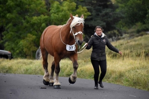 L&#039;élevage de chevaux lourds mis en valeur au Monastier-sur-Gazeille