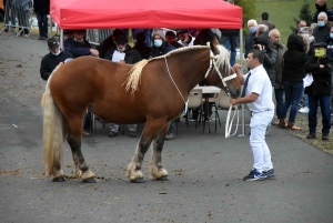 L&#039;élevage de chevaux lourds mis en valeur au Monastier-sur-Gazeille