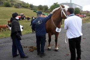 L&#039;élevage de chevaux lourds mis en valeur au Monastier-sur-Gazeille