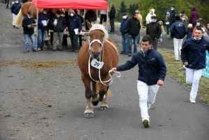 L&#039;élevage de chevaux lourds mis en valeur au Monastier-sur-Gazeille