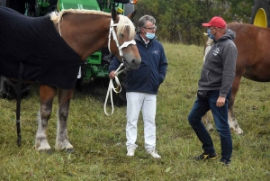 L&#039;élevage de chevaux lourds mis en valeur au Monastier-sur-Gazeille