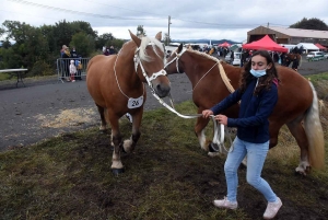 L&#039;élevage de chevaux lourds mis en valeur au Monastier-sur-Gazeille