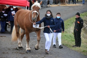 L&#039;élevage de chevaux lourds mis en valeur au Monastier-sur-Gazeille