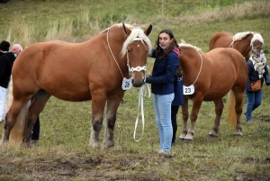 L&#039;élevage de chevaux lourds mis en valeur au Monastier-sur-Gazeille