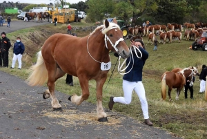 L&#039;élevage de chevaux lourds mis en valeur au Monastier-sur-Gazeille