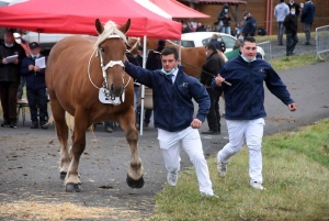 L&#039;élevage de chevaux lourds mis en valeur au Monastier-sur-Gazeille