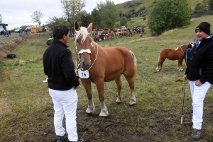 L&#039;élevage de chevaux lourds mis en valeur au Monastier-sur-Gazeille