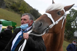 L&#039;élevage de chevaux lourds mis en valeur au Monastier-sur-Gazeille