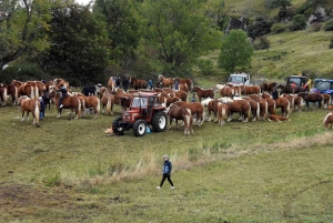 L&#039;élevage de chevaux lourds mis en valeur au Monastier-sur-Gazeille