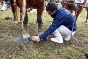 L&#039;élevage de chevaux lourds mis en valeur au Monastier-sur-Gazeille