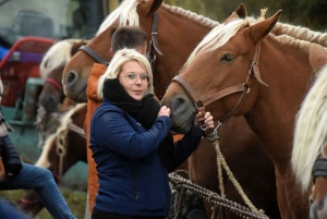 L&#039;élevage de chevaux lourds mis en valeur au Monastier-sur-Gazeille