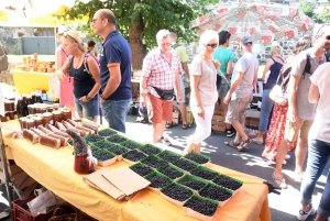 Saint-Julien-Chapteuil : la myrtille à profusion ce dimanche