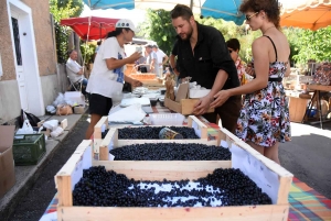 Saint-Julien-Chapteuil : la myrtille à profusion ce dimanche