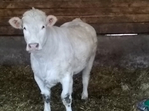 Sainte-Sigolène : la Boucherie de l&#039;Eyrieux expose le boeuf pascal samedi