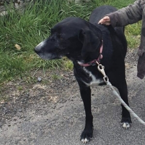 Une chienne disparue à Beaux depuis samedi