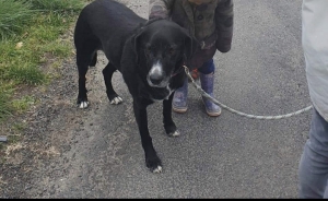 Une chienne disparue à Beaux depuis samedi