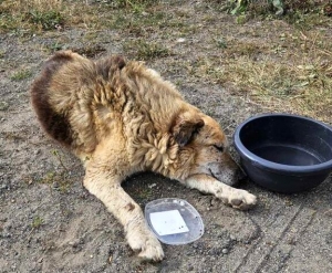 Un vieux chien épuisé trouvé aux Estables