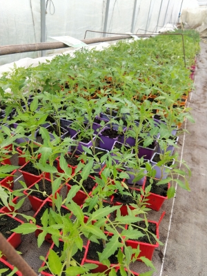 Saint-Romain-Lachalm : des plants de légumes bio à saisir chez « Un Jardin à croquer »