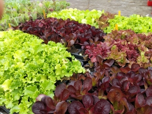 Saint-Romain-Lachalm : des plants de légumes bio à saisir chez « Un Jardin à croquer »