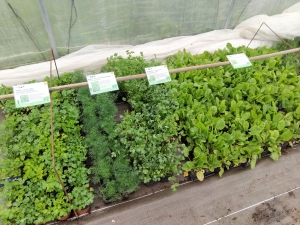 Saint-Romain-Lachalm : des plants de légumes bio à saisir chez « Un Jardin à croquer »