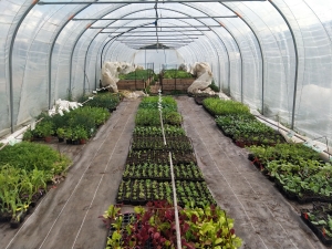 Saint-Romain-Lachalm : des plants de légumes bio à saisir chez « Un Jardin à croquer »