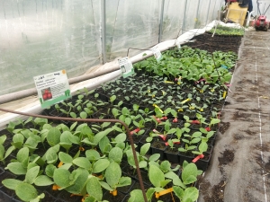 Saint-Romain-Lachalm : des plants de légumes bio à saisir chez « Un Jardin à croquer »