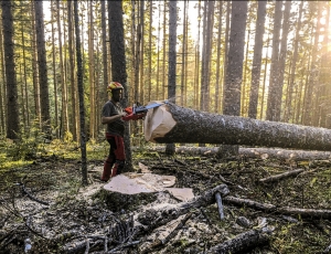 Crédit Quand le forestier montre la lune