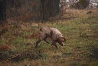 Saint-Romain-Lachalm : les chiens ont montré leur savoir-faire à la chasse