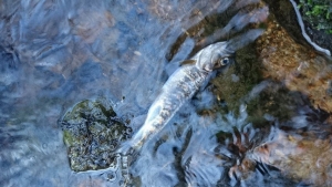 Monistrol-sur-Loire : des truites retrouvées mortes au Pont de Chazeau