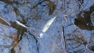 Monistrol-sur-Loire : des truites retrouvées mortes au Pont de Chazeau